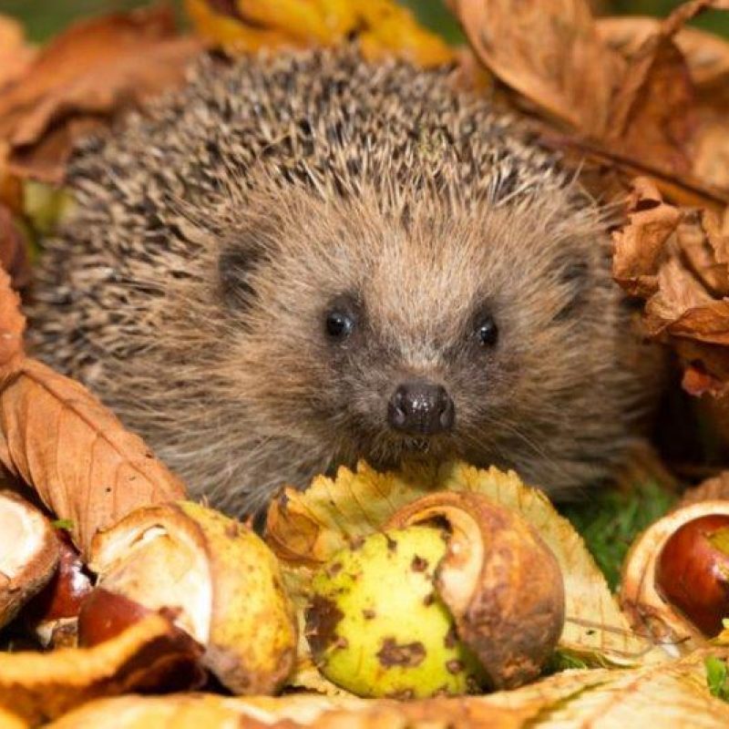 Igel im Laub