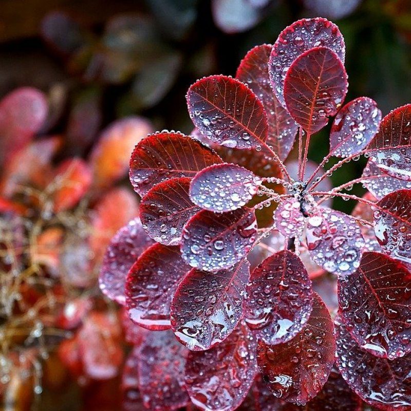 plant, rain, nature-1820558.jpg